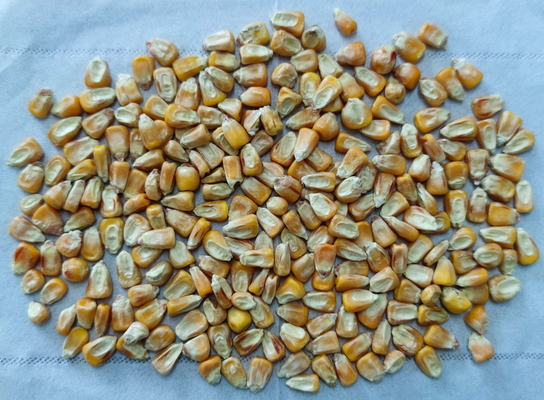 Pechino YIGLEE TECH HAMS SDS RS2 Amido resistente a basso viscosità Amido lentamente digeribile