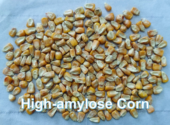 BEIJING YIGLEE TECH Amido resistente ad amido alto amilosio Amido di mais Fibra alimentare solubile